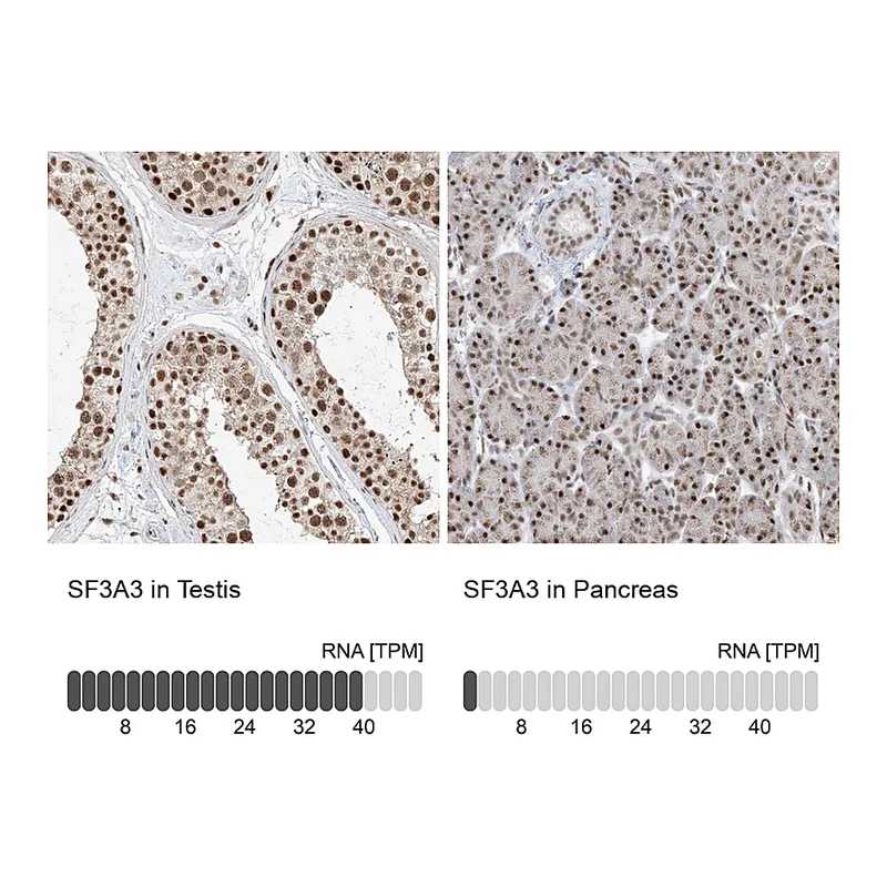 Atlas Antibodies Anti-SF3A3 Antibody