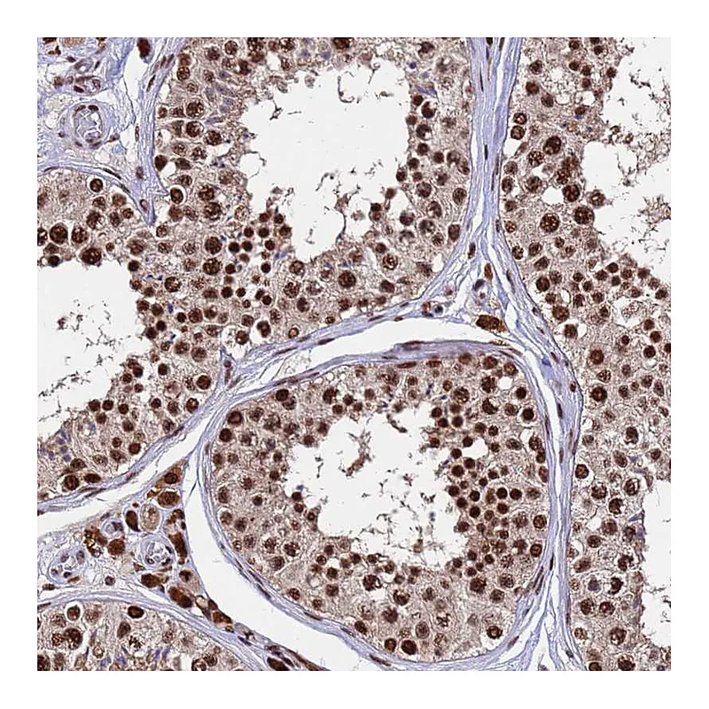 Atlas Antibodies Anti-SF3B2 Antibody