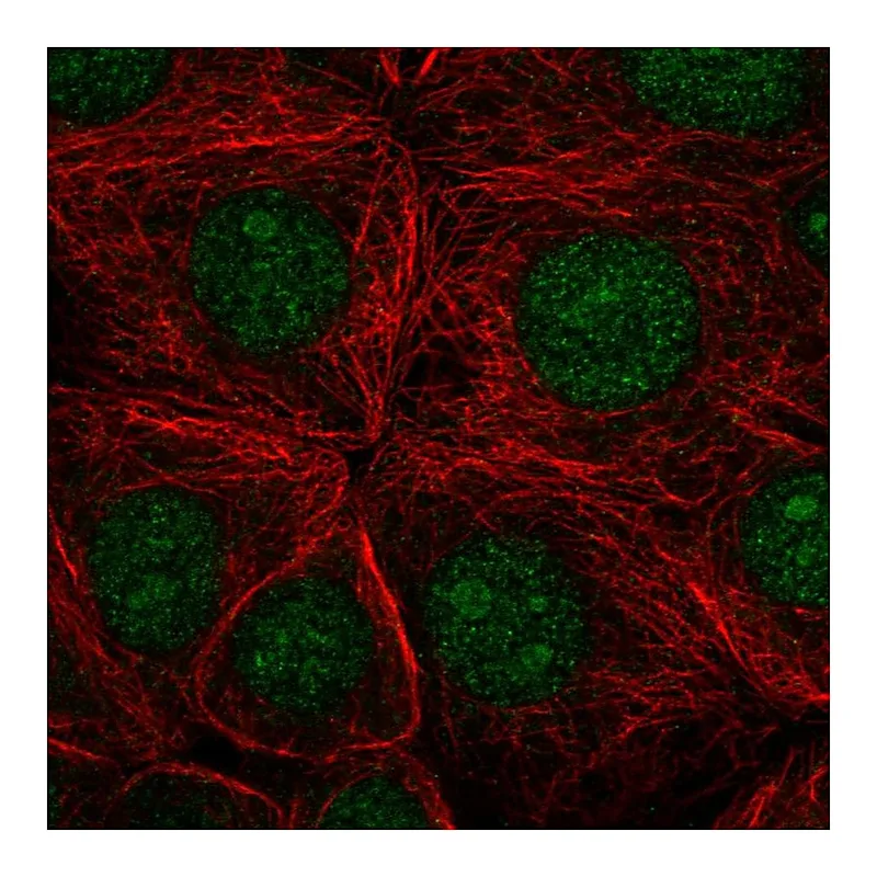 Atlas Antibodies Anti-SF3B3 Antibody