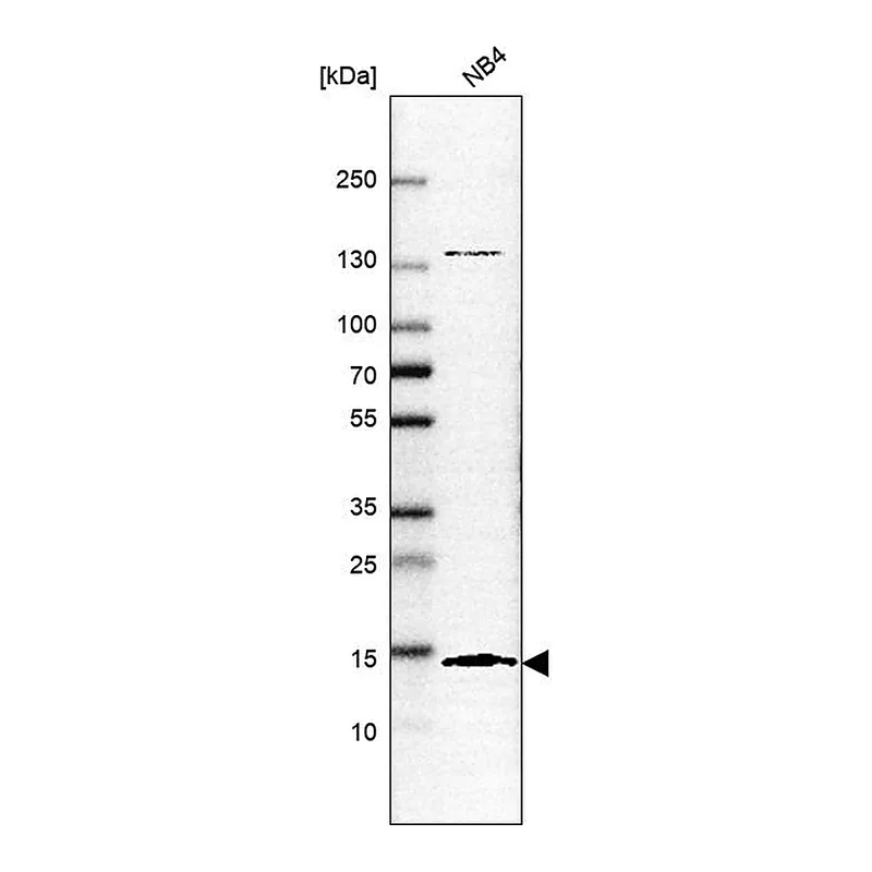 Atlas Antibodies Anti-SF3B6 Antibody