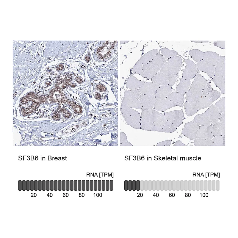 Atlas Antibodies Anti-SF3B6 Antibody