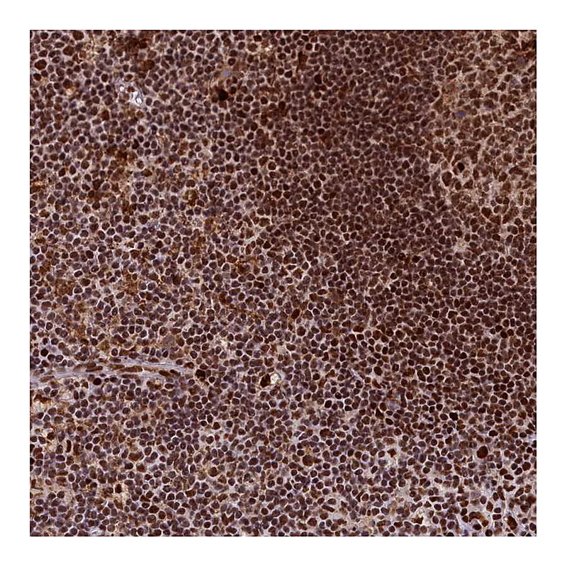 Atlas Antibodies Anti-SF3B3 Antibody