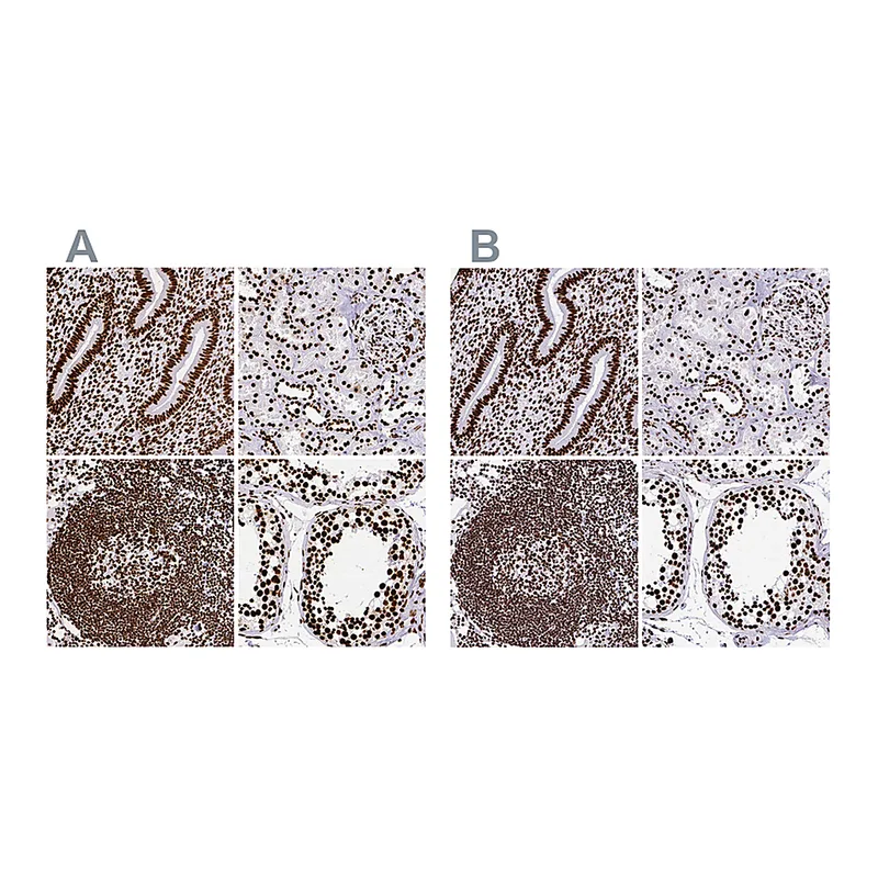 Atlas Antibodies Anti-SFPQ Antibody