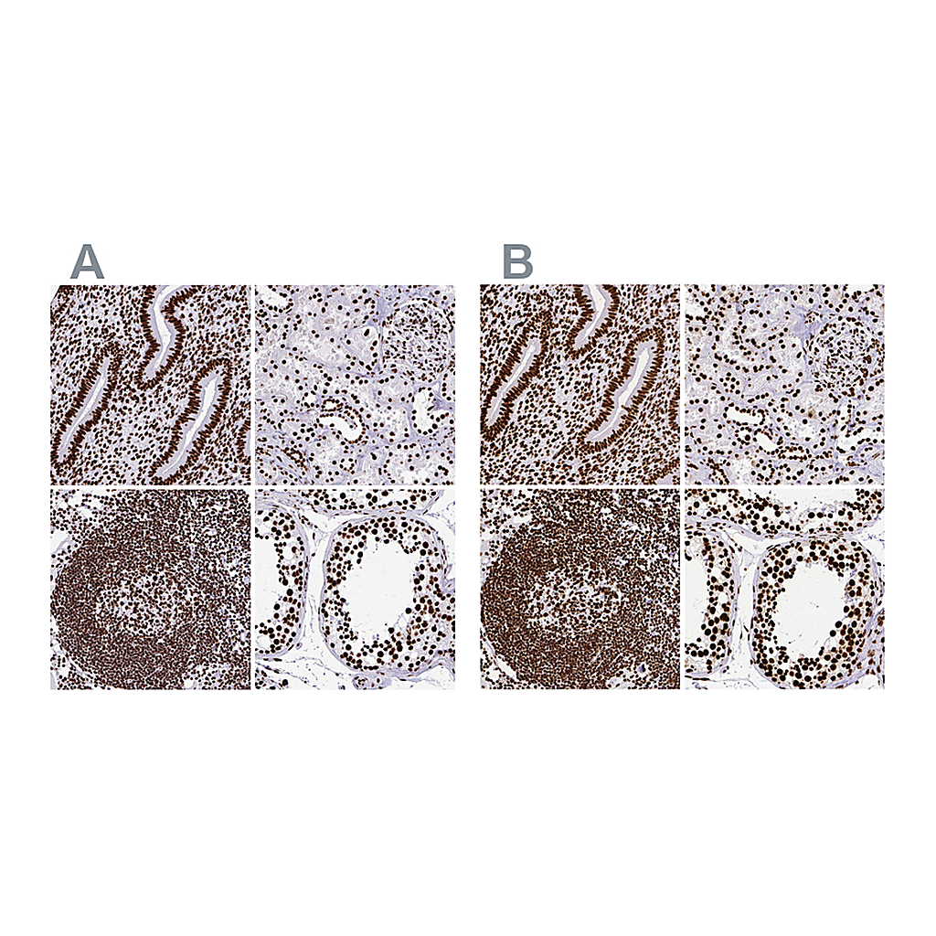 Atlas Antibodies Anti-SFPQ Antibody