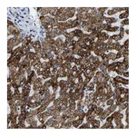 Atlas Antibodies Anti-SFXN1 Antibody