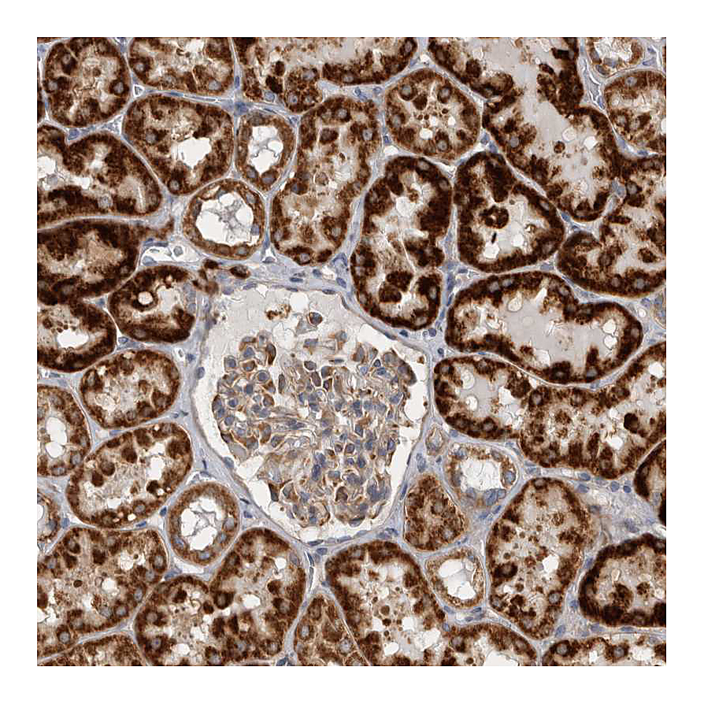 Atlas Antibodies Anti-SFXN2 Antibody