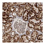 Atlas Antibodies Anti-SFXN2 Antibody