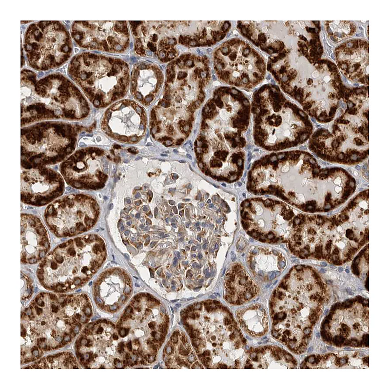 Atlas Antibodies Anti-SFXN2 Antibody