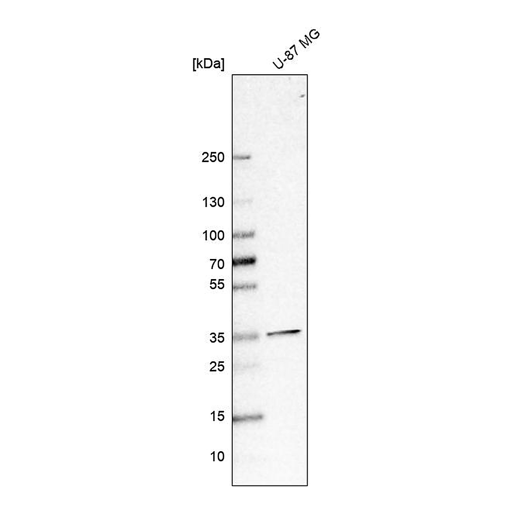 Atlas Antibodies Anti-SFXN3 Antibody