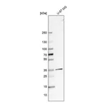 Atlas Antibodies Anti-SFXN3 Antibody