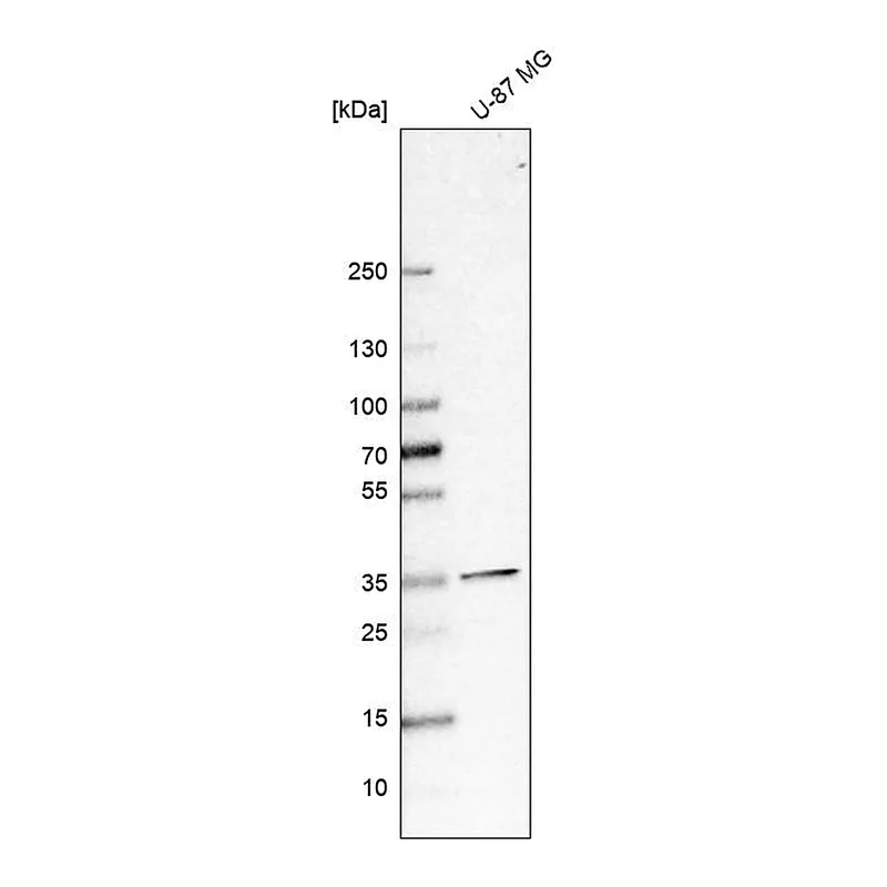 Atlas Antibodies Anti-SFXN3 Antibody