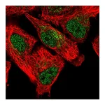 Atlas Antibodies Anti-SFXN5 Antibody