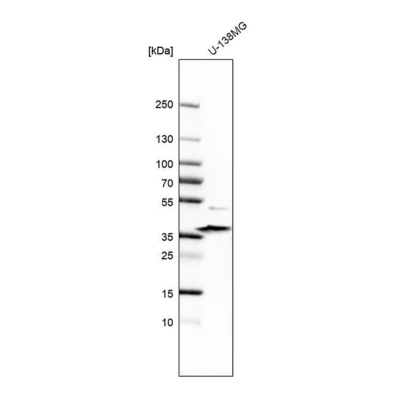Atlas Antibodies Anti-SGCE Antibody
