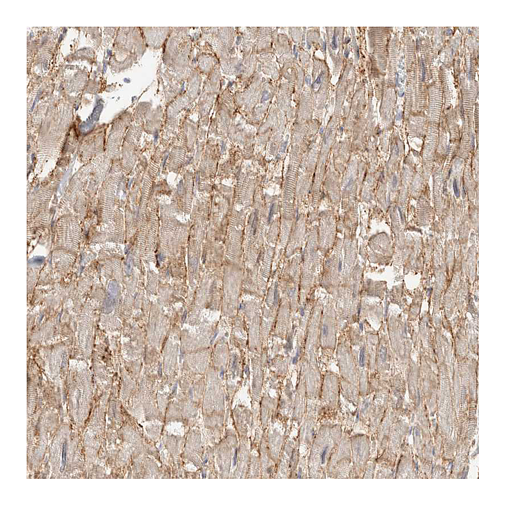 Atlas Antibodies Anti-SGCD Antibody
