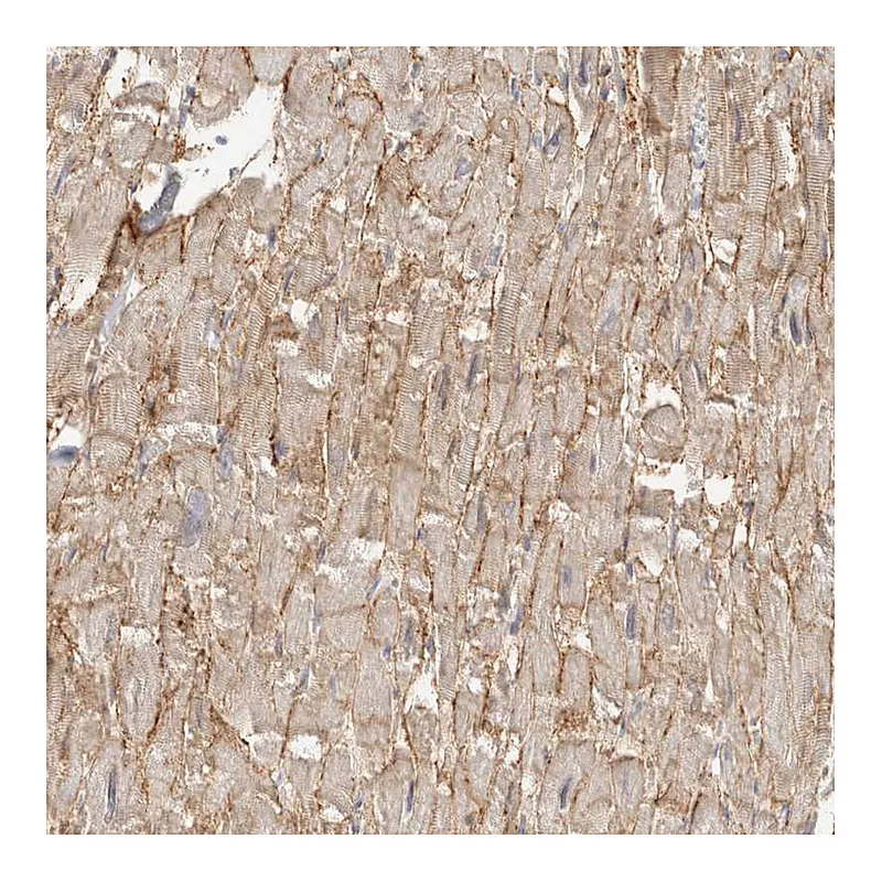 Atlas Antibodies Anti-SGCD Antibody