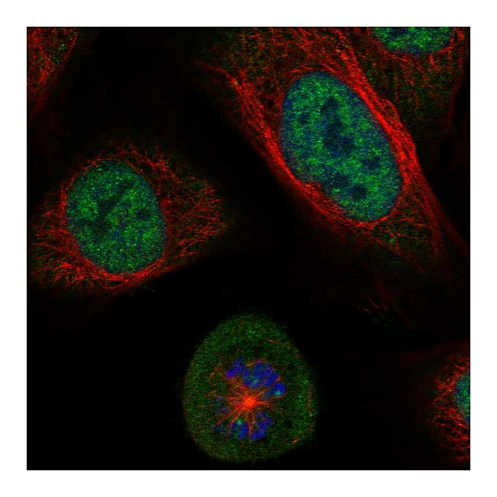Atlas Antibodies Anti-SGO1 Antibody
