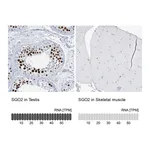 Atlas Antibodies Anti-SGO2 Antibody