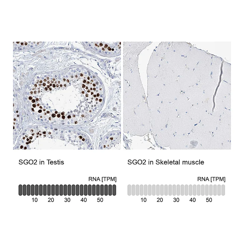 Atlas Antibodies Anti-SGO2 Antibody