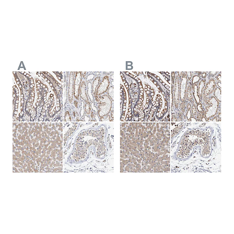 Atlas Antibodies Anti-SGPL1 Antibody