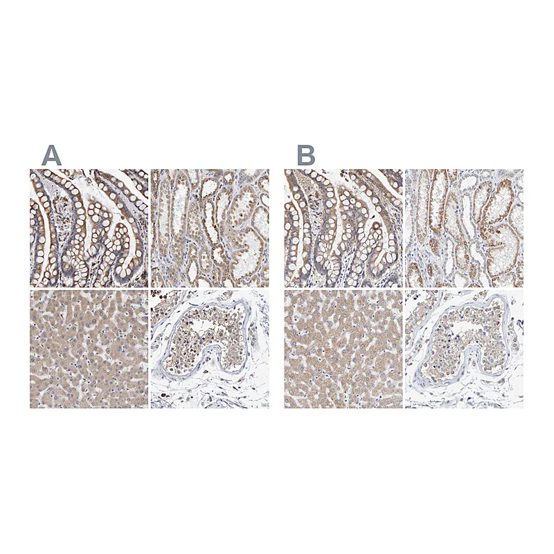 Atlas Antibodies Anti-SGPL1 Antibody