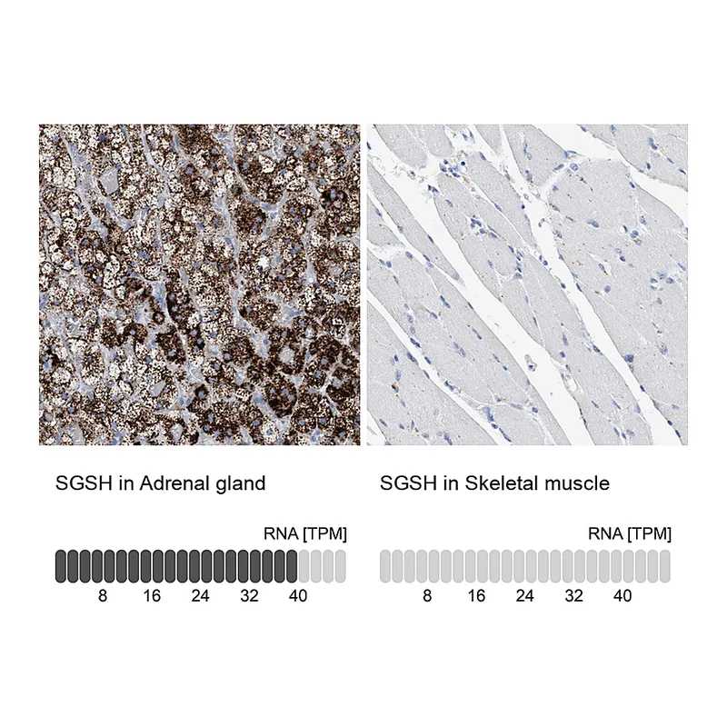 Atlas Antibodies Anti-SGSH Antibody