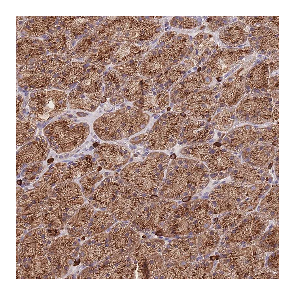 Atlas Antibodies Anti-SGSM3 Antibody