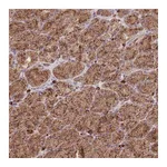 Atlas Antibodies Anti-SGSM3 Antibody