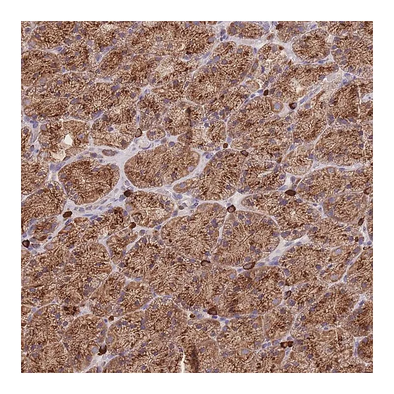 Atlas Antibodies Anti-SGSM3 Antibody