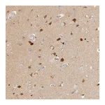 Atlas Antibodies Anti-SGSM2 Antibody