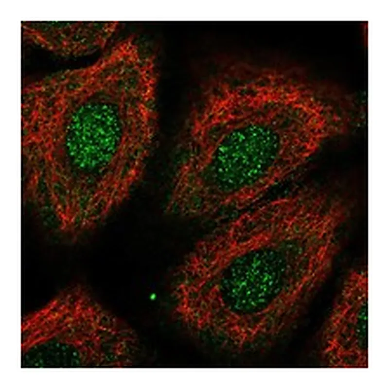 Atlas Antibodies Anti-SH2B1 Antibody
