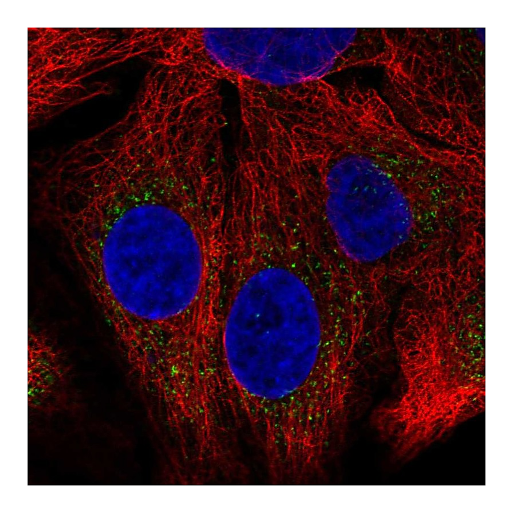 Atlas Antibodies Anti-SH2B1 Antibody