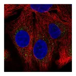 Atlas Antibodies Anti-SH2B1 Antibody