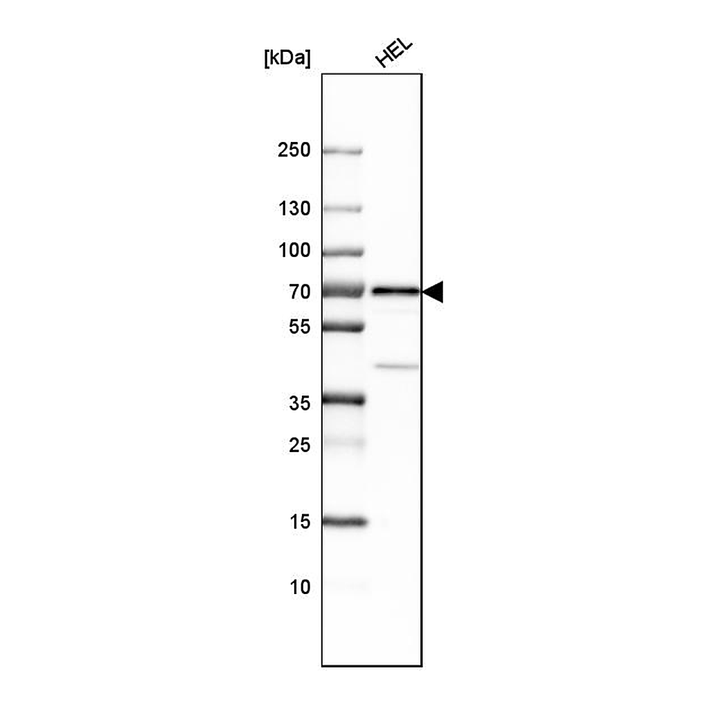 Atlas Antibodies Anti-SH2B3 Antibody