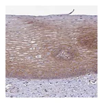 Atlas Antibodies Anti-SH2D1B Antibody
