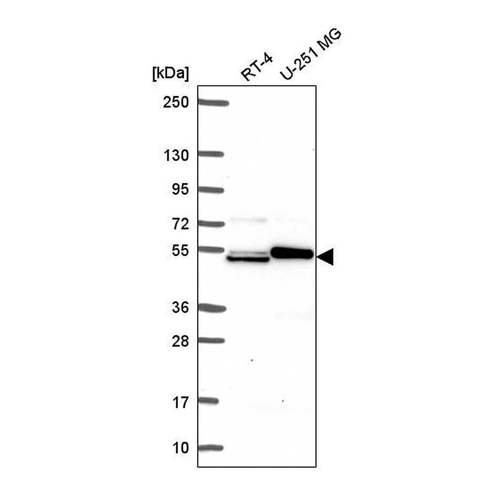 Atlas Antibodies Anti-SH2D3A Antibody