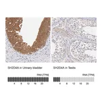 Atlas Antibodies Anti-SH2D4A Antibody