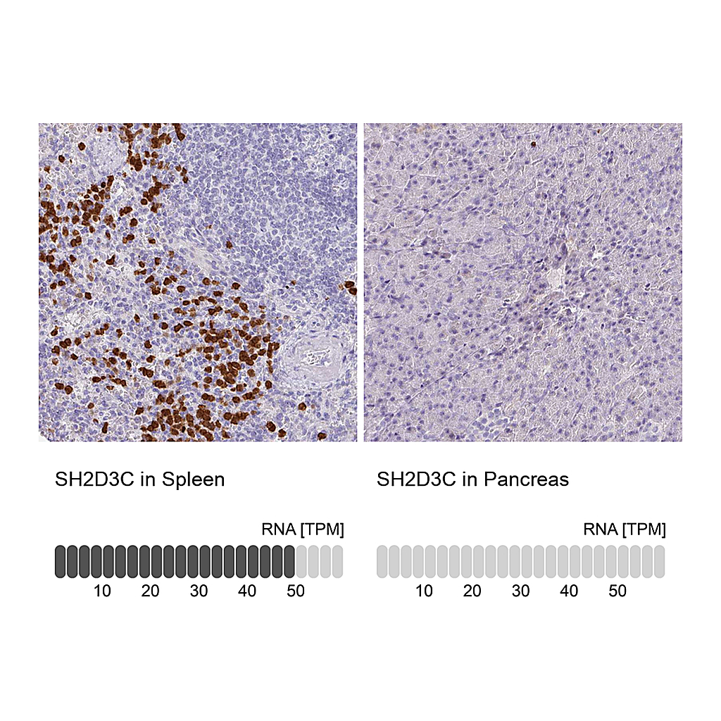 Atlas Antibodies Anti-SH2D3C Antibody
