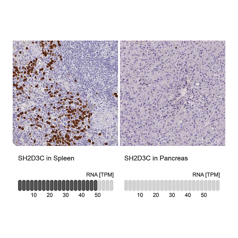 Atlas Antibodies Anti-SH2D3C Antibody