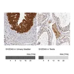 Atlas Antibodies Anti-SH2D4A Antibody