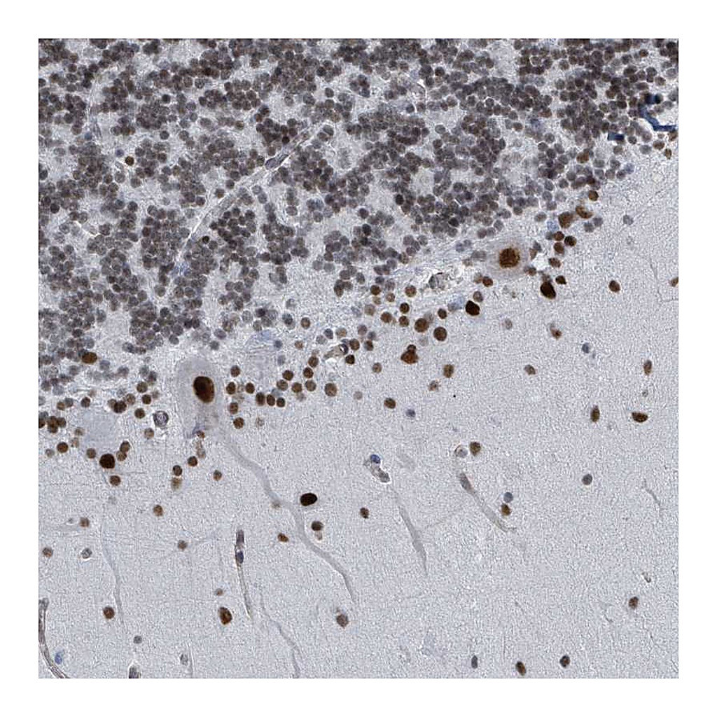 Atlas Antibodies Anti-SH2D7 Antibody