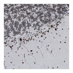 Atlas Antibodies Anti-SH2D7 Antibody
