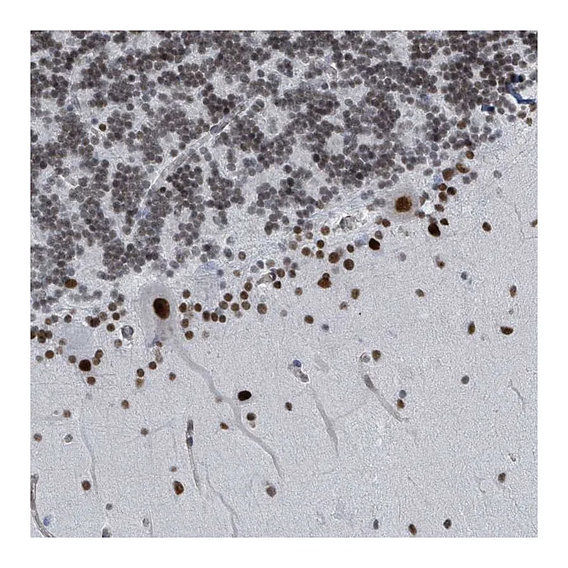 Atlas Antibodies Anti-SH2D7 Antibody