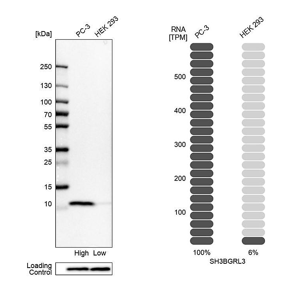 Atlas Antibodies Anti-SH3BGRL3 Antibody