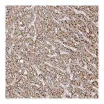 Atlas Antibodies Anti-SH3BP2 Antibody