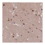 Atlas Antibodies Anti-SH3BGRL2 Antibody