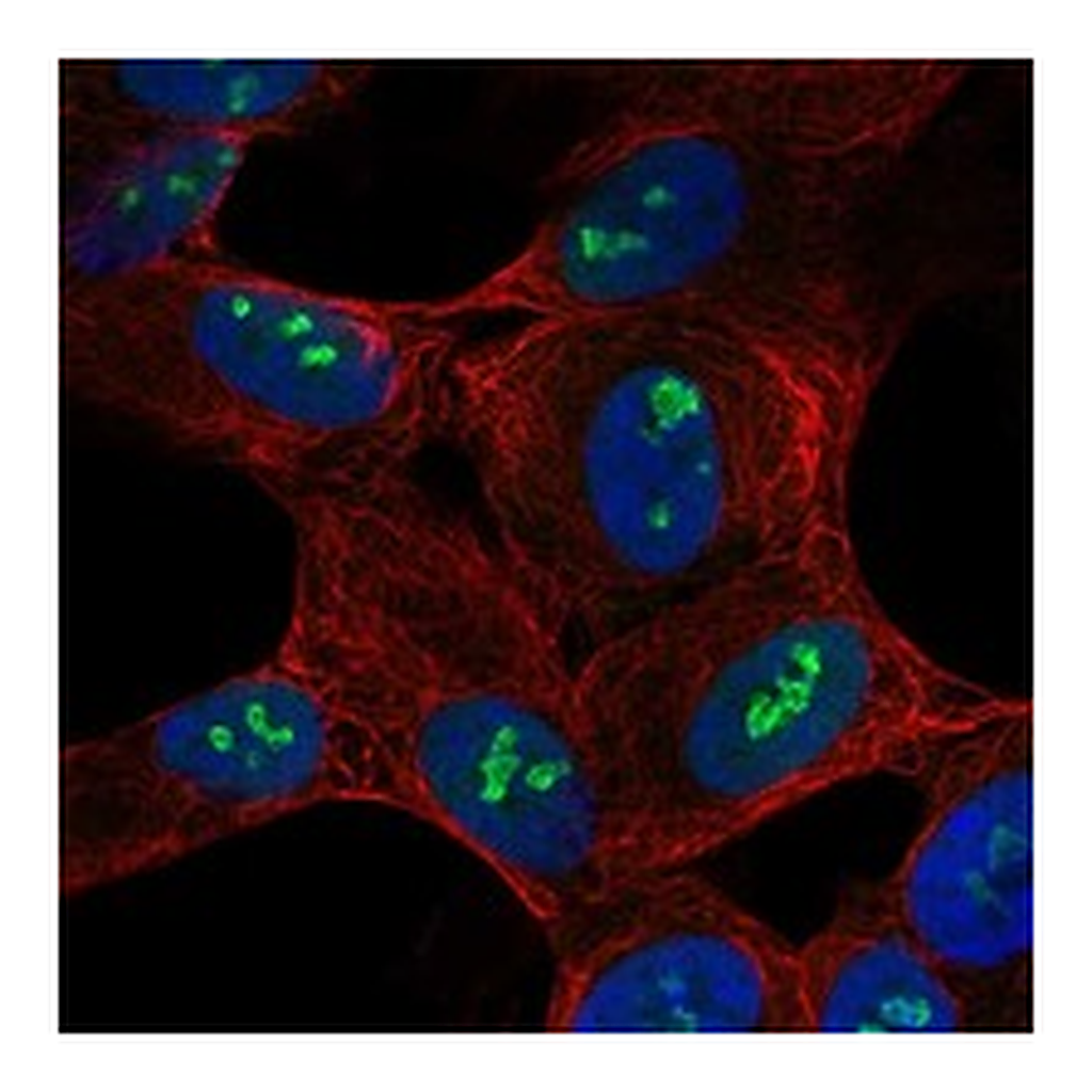 Atlas Antibodies Anti-SH2D7 Antibody