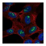 Atlas Antibodies Anti-SH2D7 Antibody