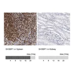 Atlas Antibodies Anti-SH3BP1 Antibody