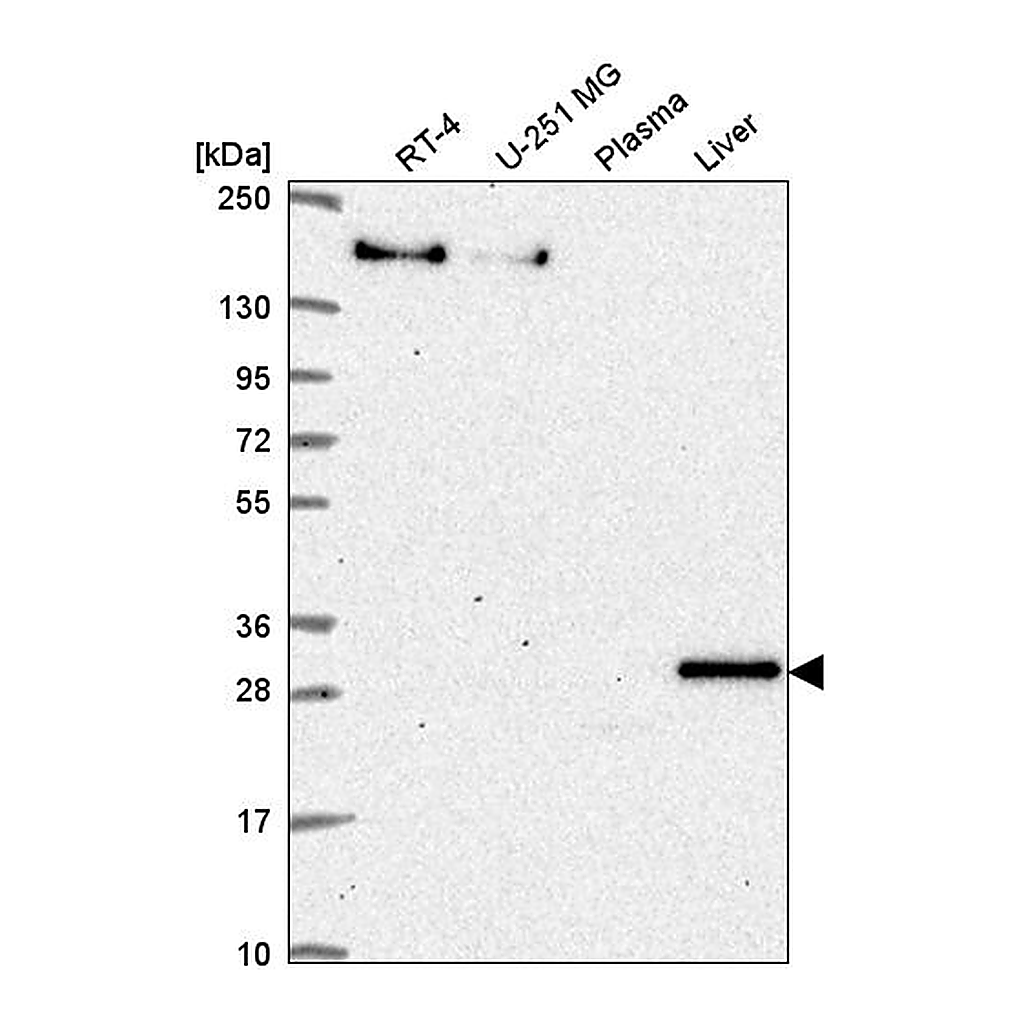 Atlas Antibodies Anti-SH3BP5 Antibody