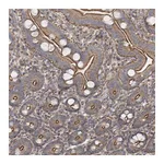 Atlas Antibodies Anti-SH3BP5L Antibody